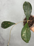 Hoya sp. UT012 aff. Forbessi