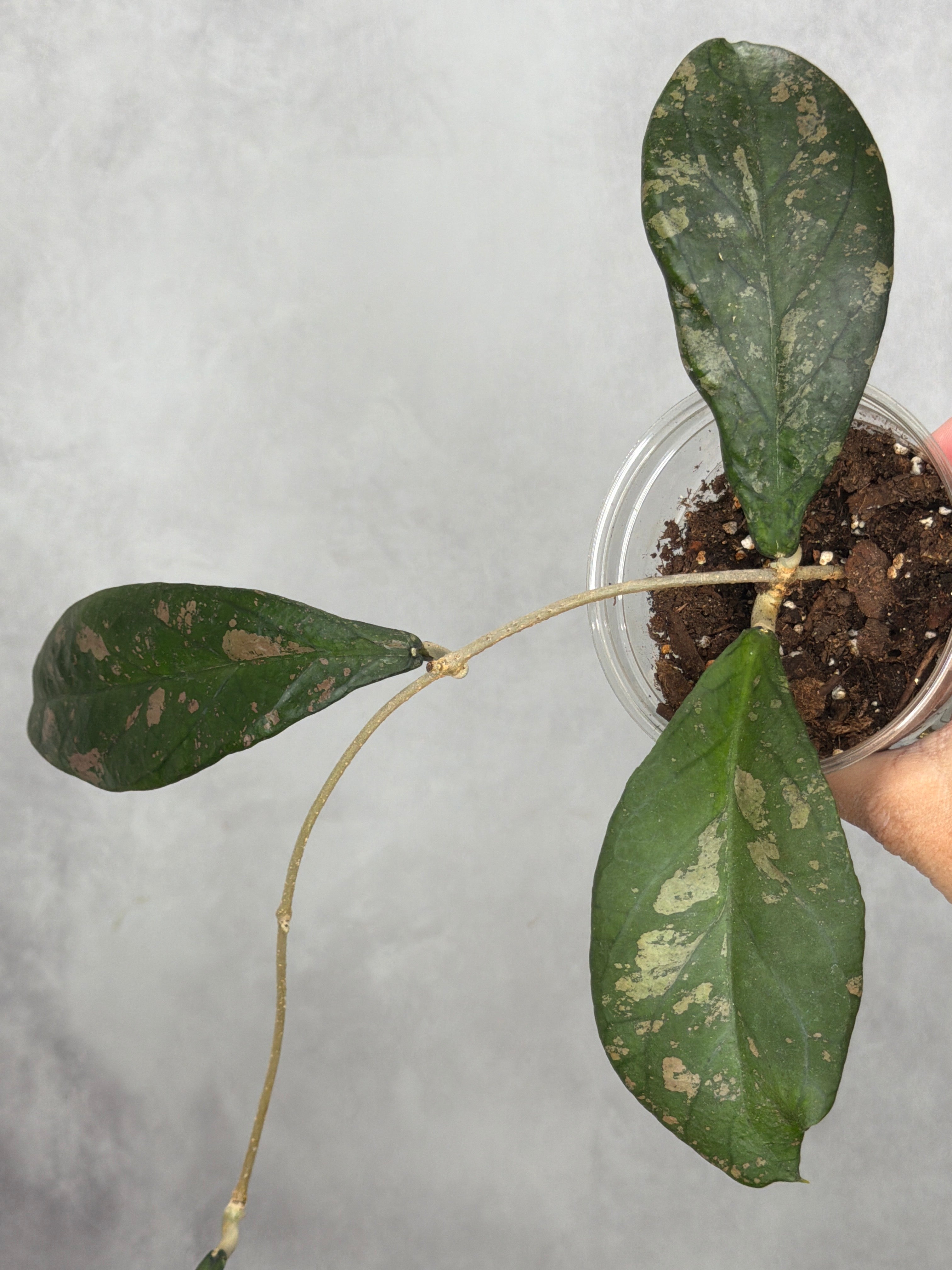 Hoya sp. UT012 aff. Forbessi