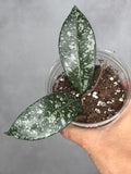 Hoya 'Heid'