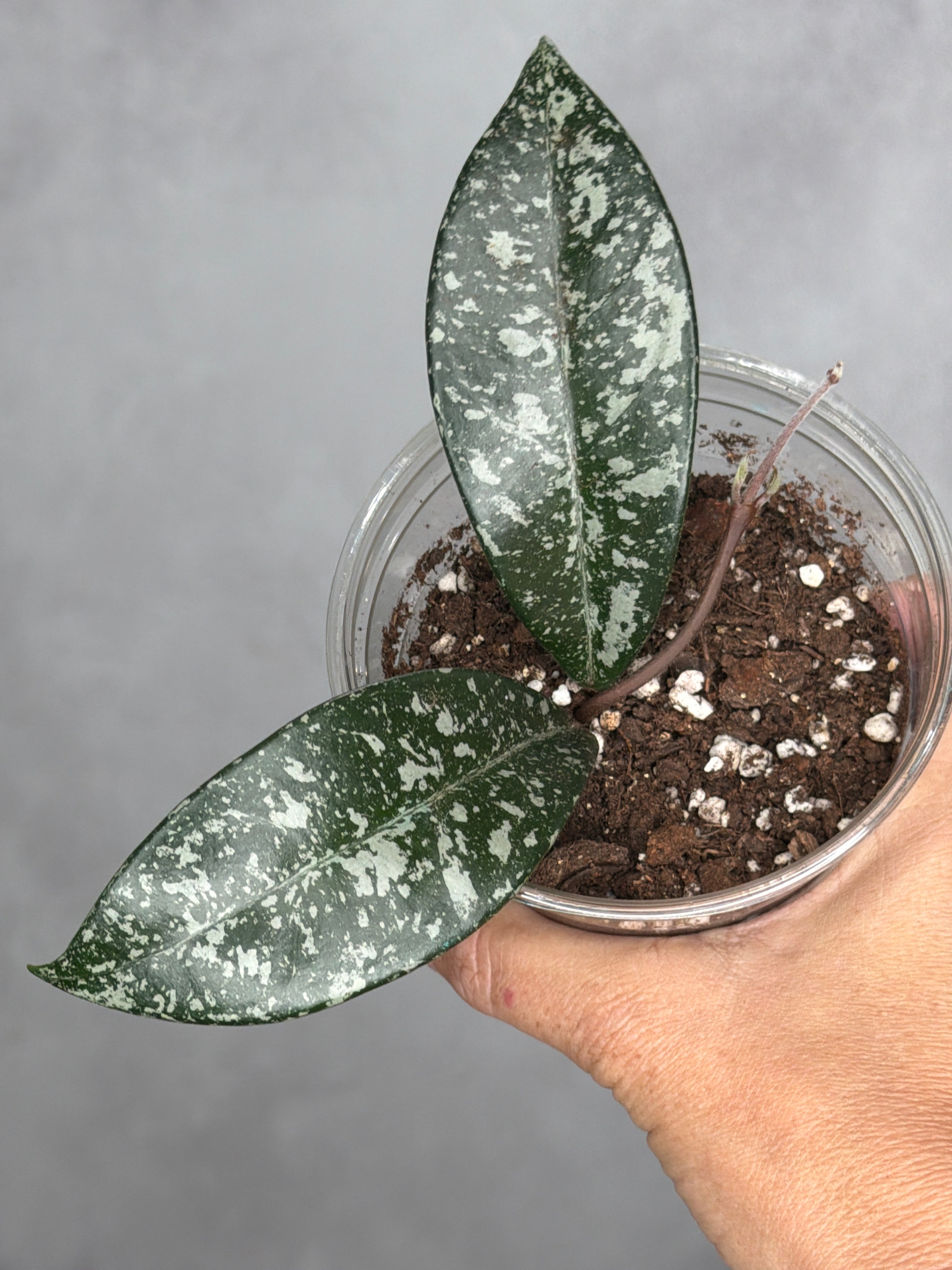 Hoya 'Heid'