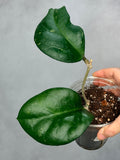 Hoya ‘Manow’