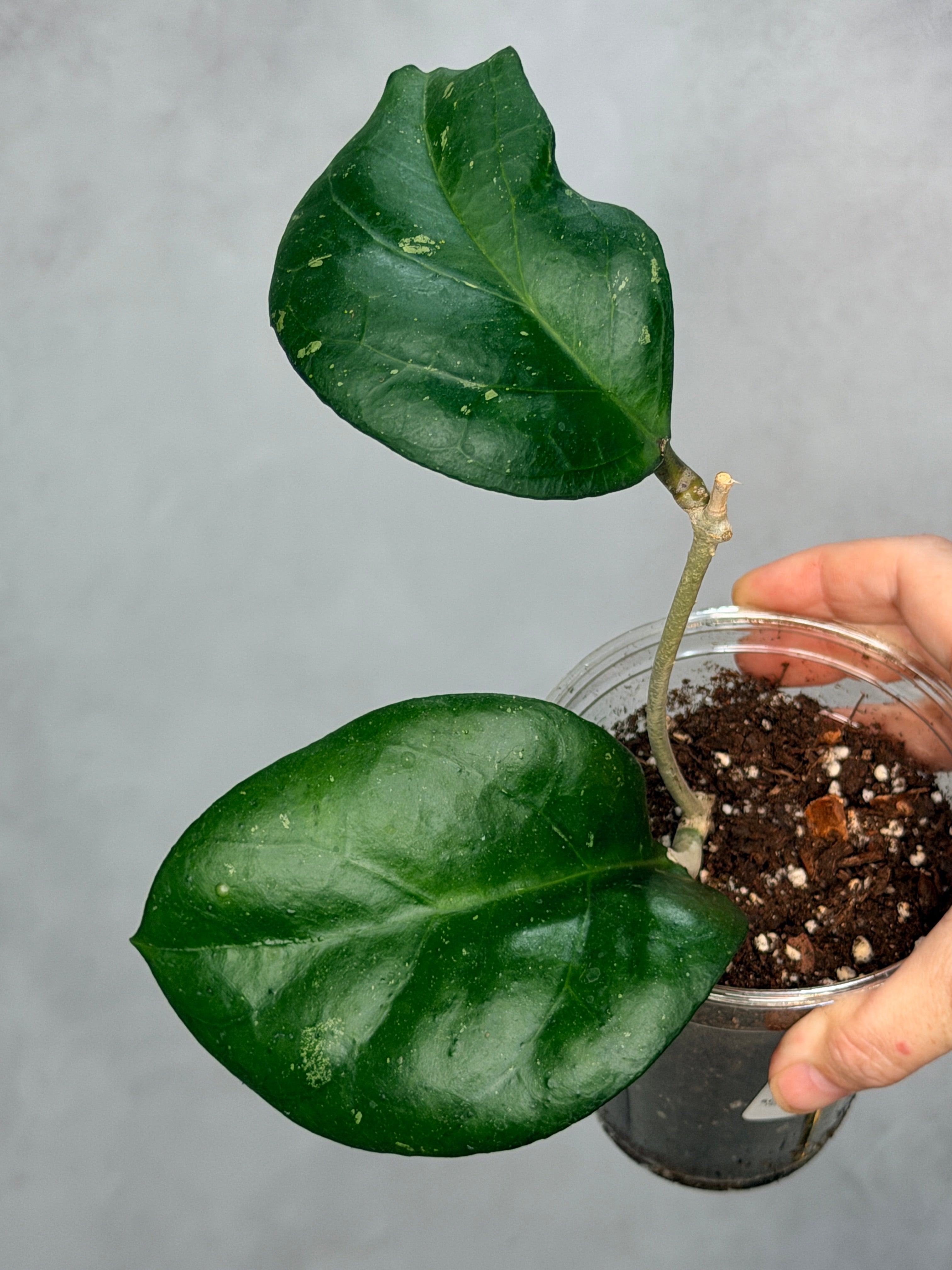 Hoya ‘Manow’