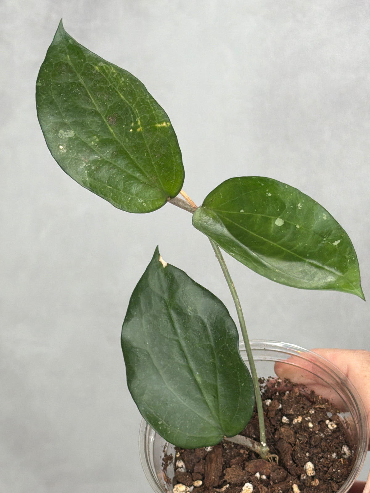 Hoya cinnamomifolia