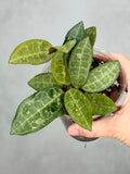 Hoya elliptica (splash)