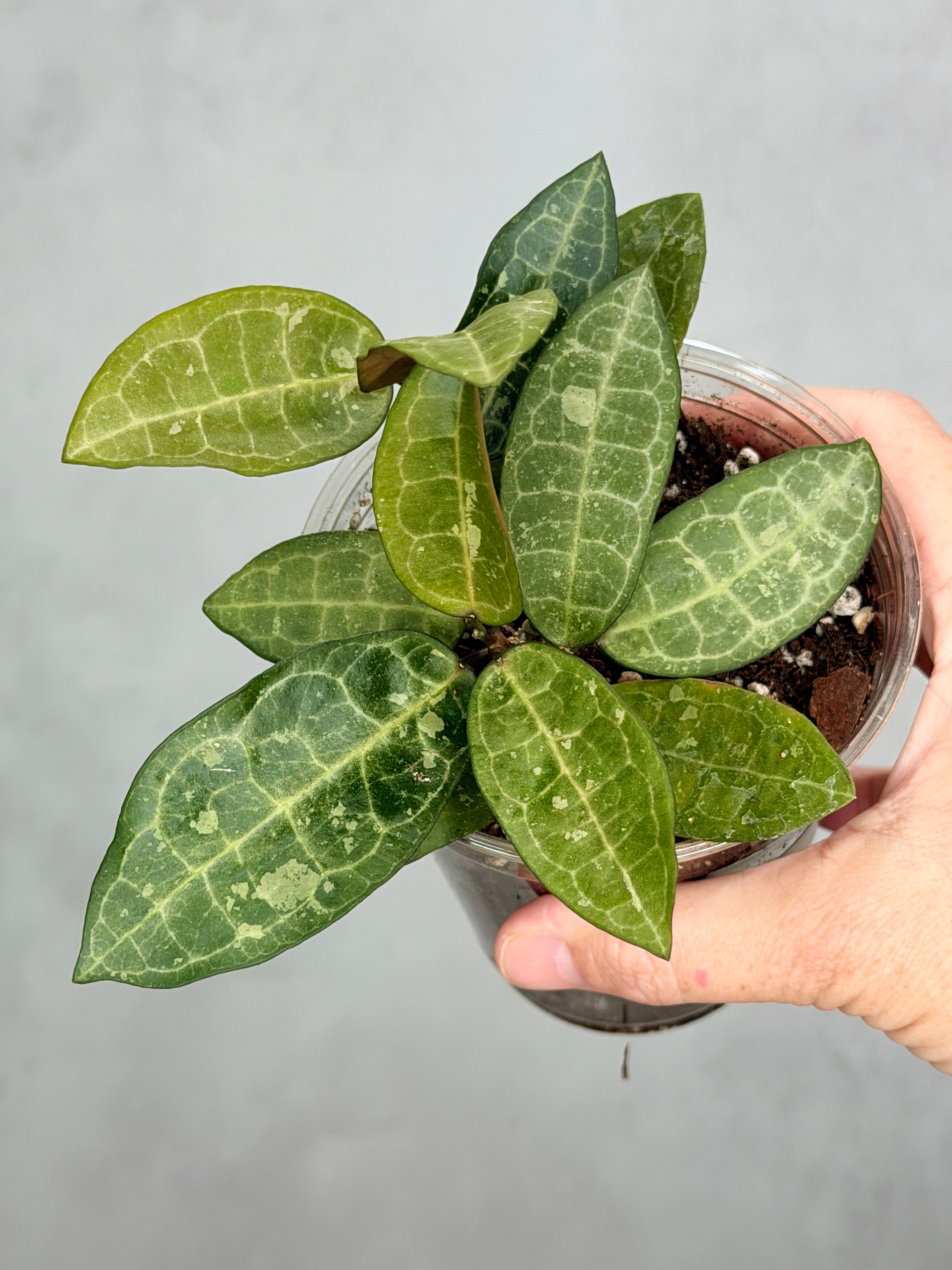 Hoya elliptica (splash)