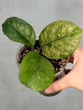 Hoya sp. (seed selection by patcharawalai)