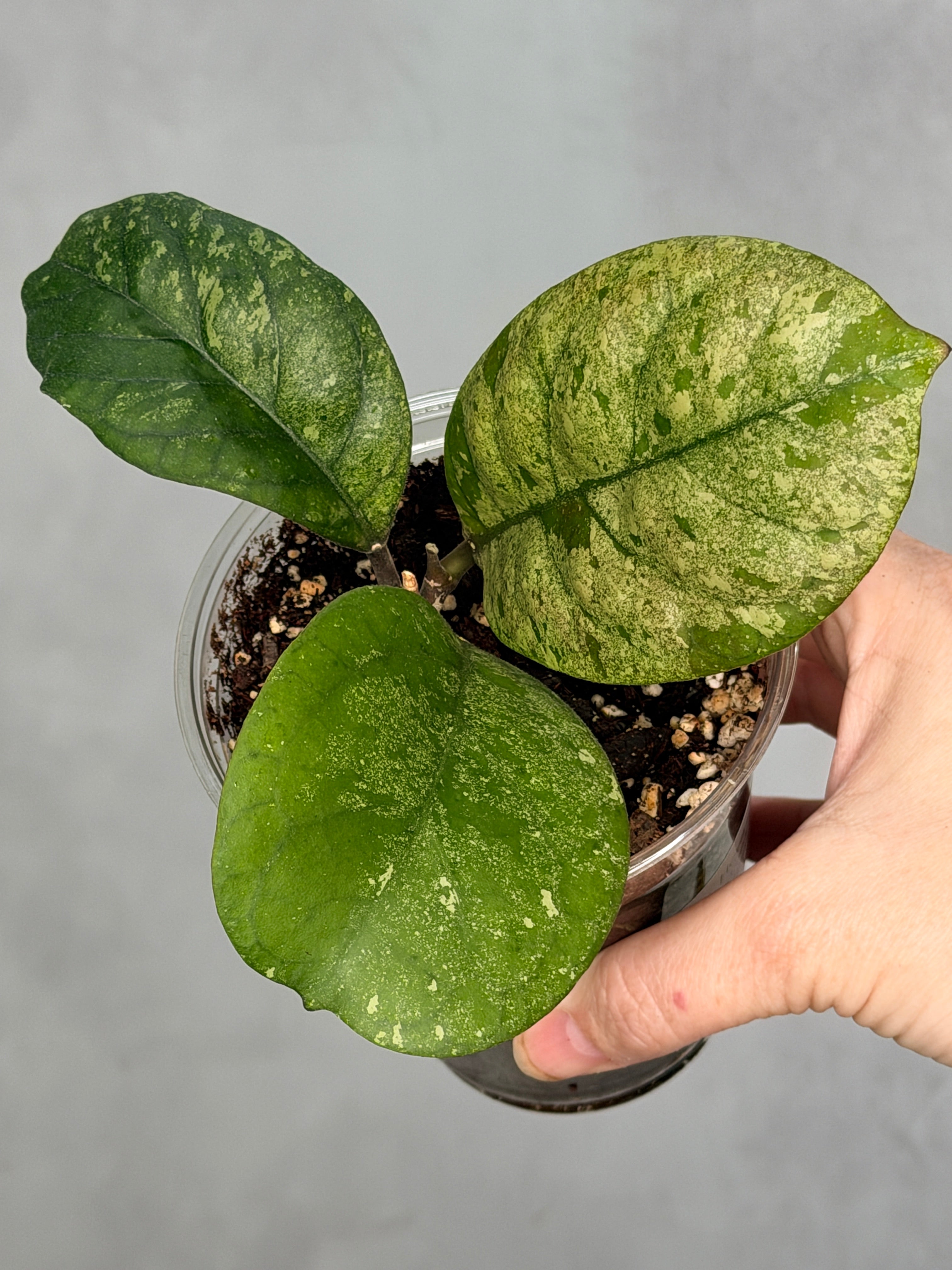 Hoya sp. (seed selection by patcharawalai)