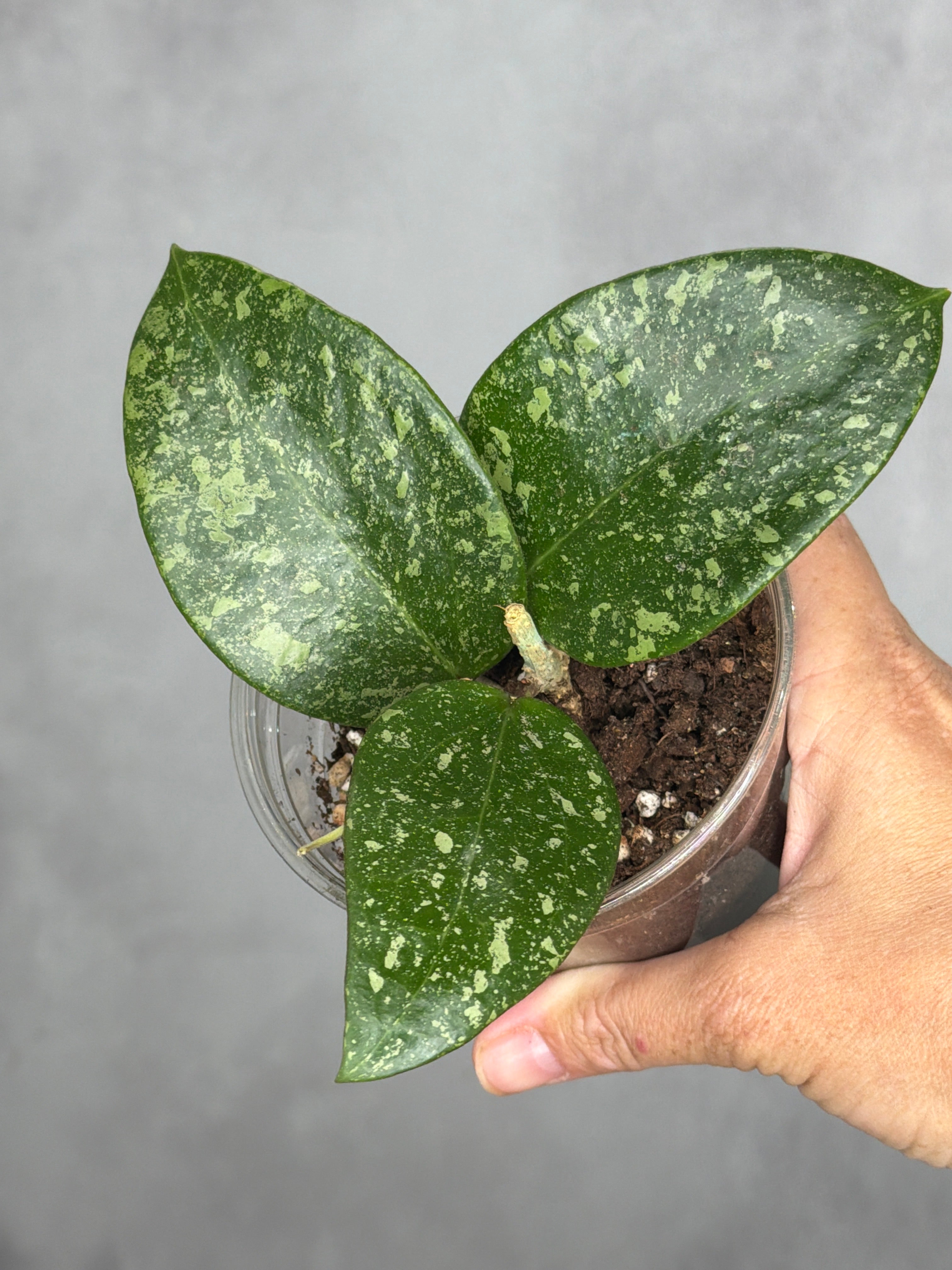 Hoya verticillata (Laos 2)