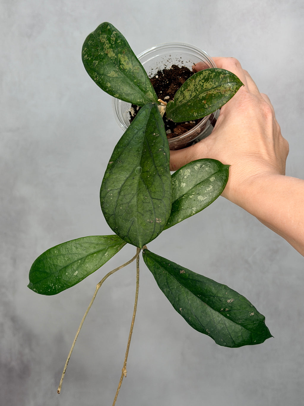 Hoya sp. aff forbessii UT012