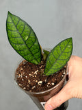 Hoya sp. SS 20-01