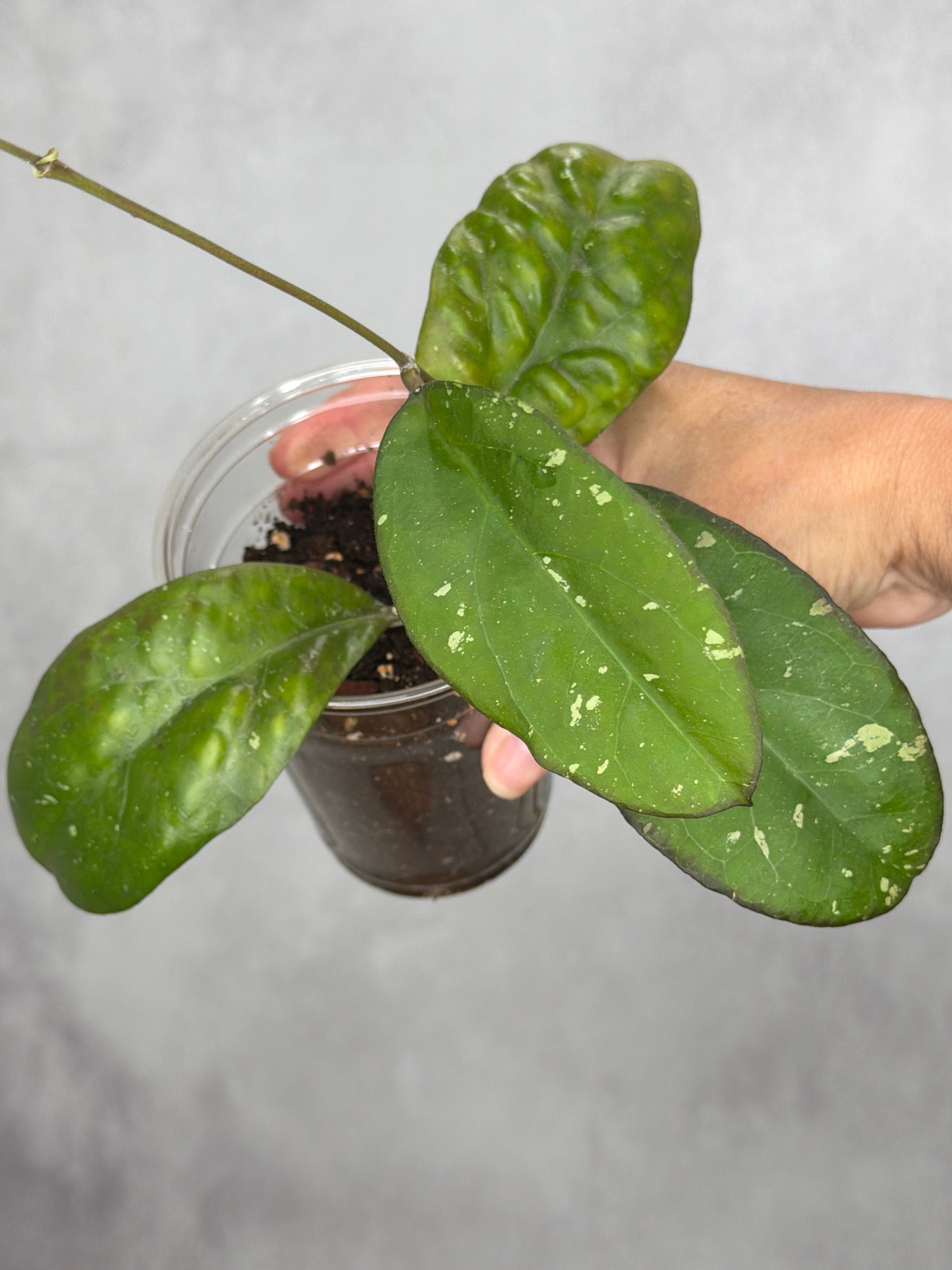 Hoya sp. AH049