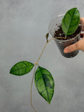 Hoya calistophylla (Kalimantan)
