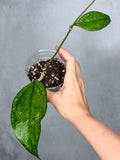 Hoya 'Germany'