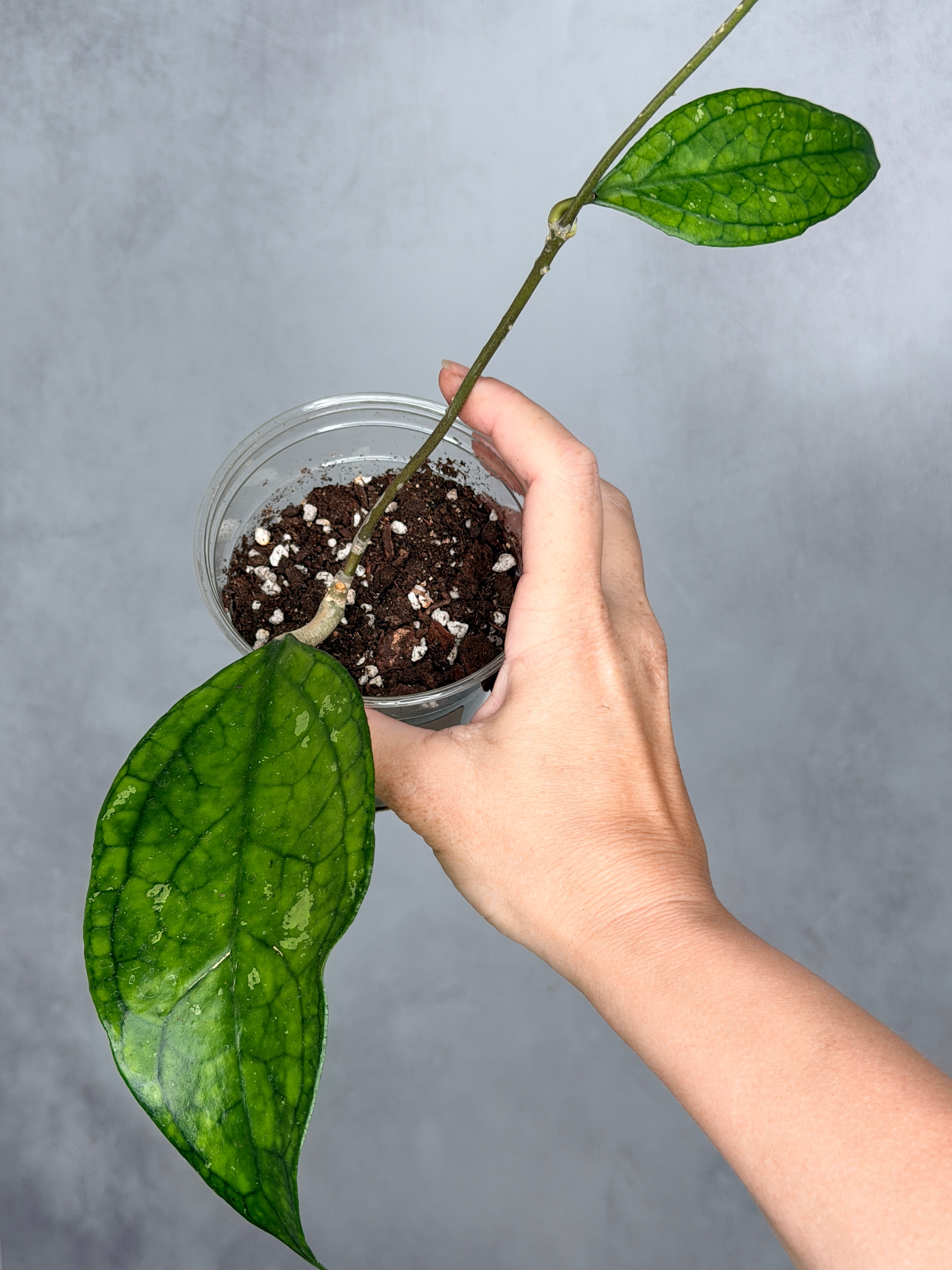 Hoya 'Germany'