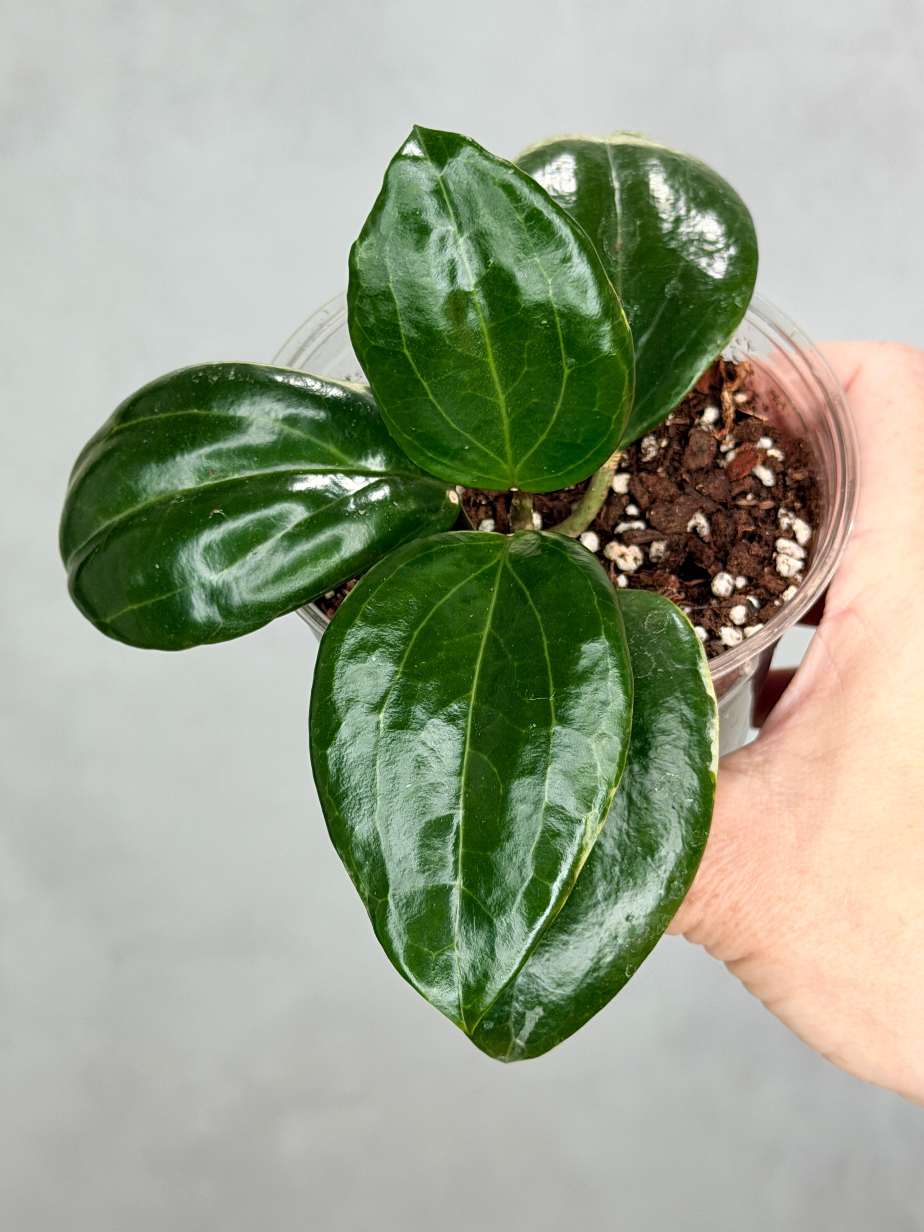 Hoya quinquenervia 'Little Plu'