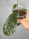 Hoya 'Siapran'