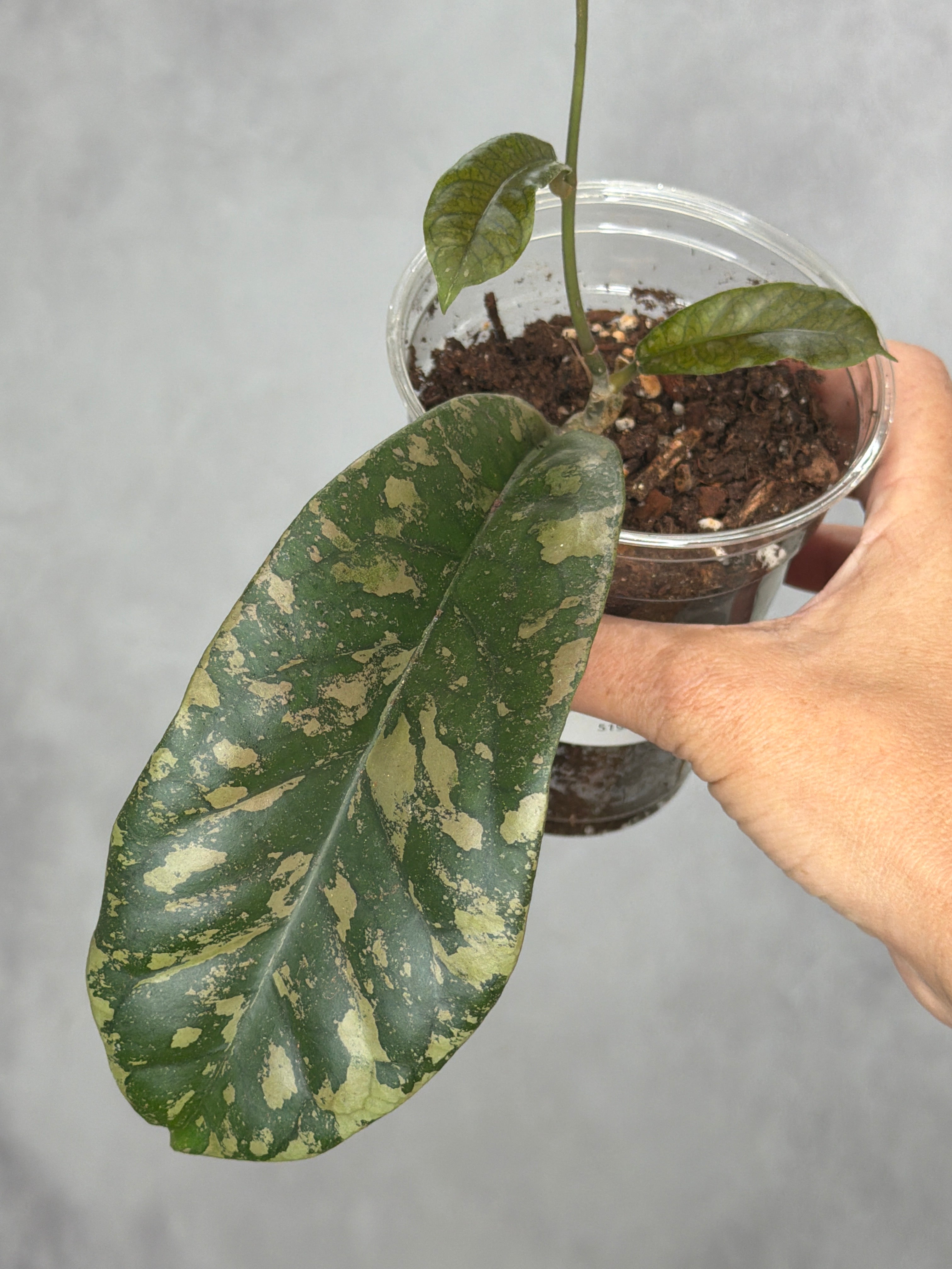 Hoya 'Siapran'