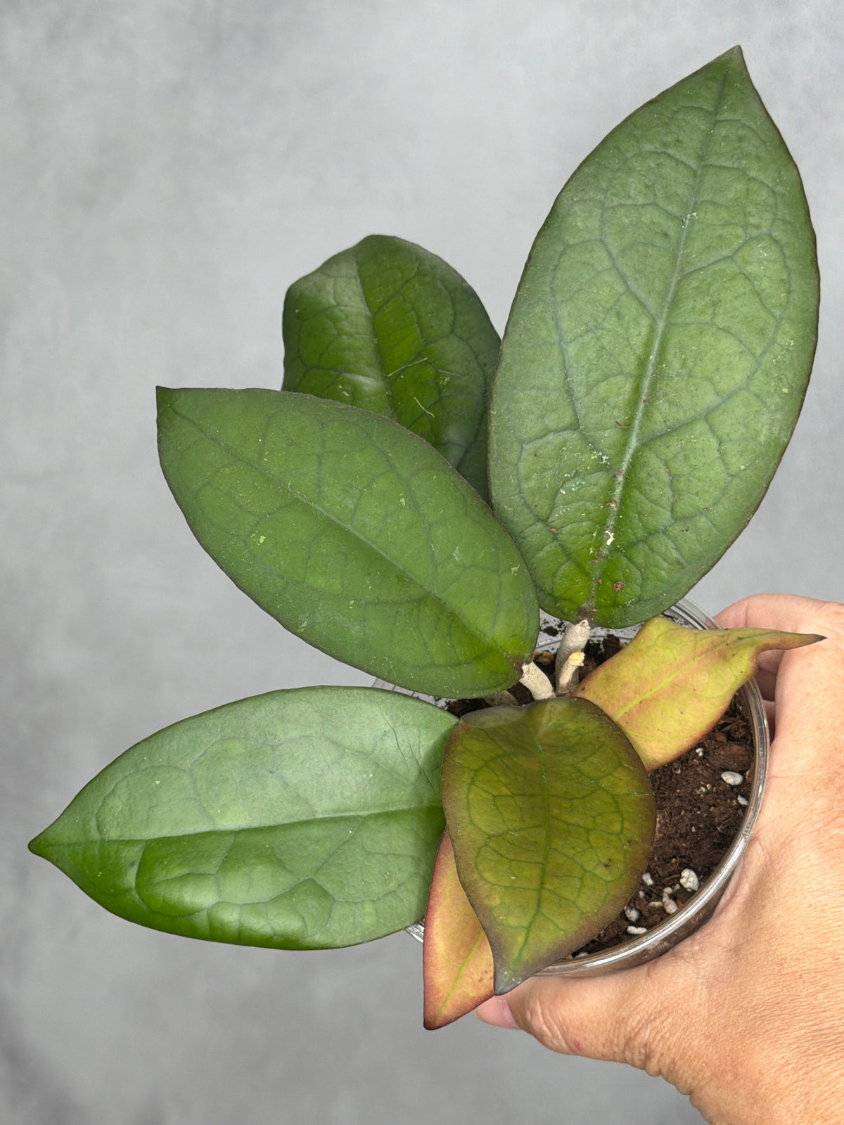 Hoya 'Mayumi' UPT002