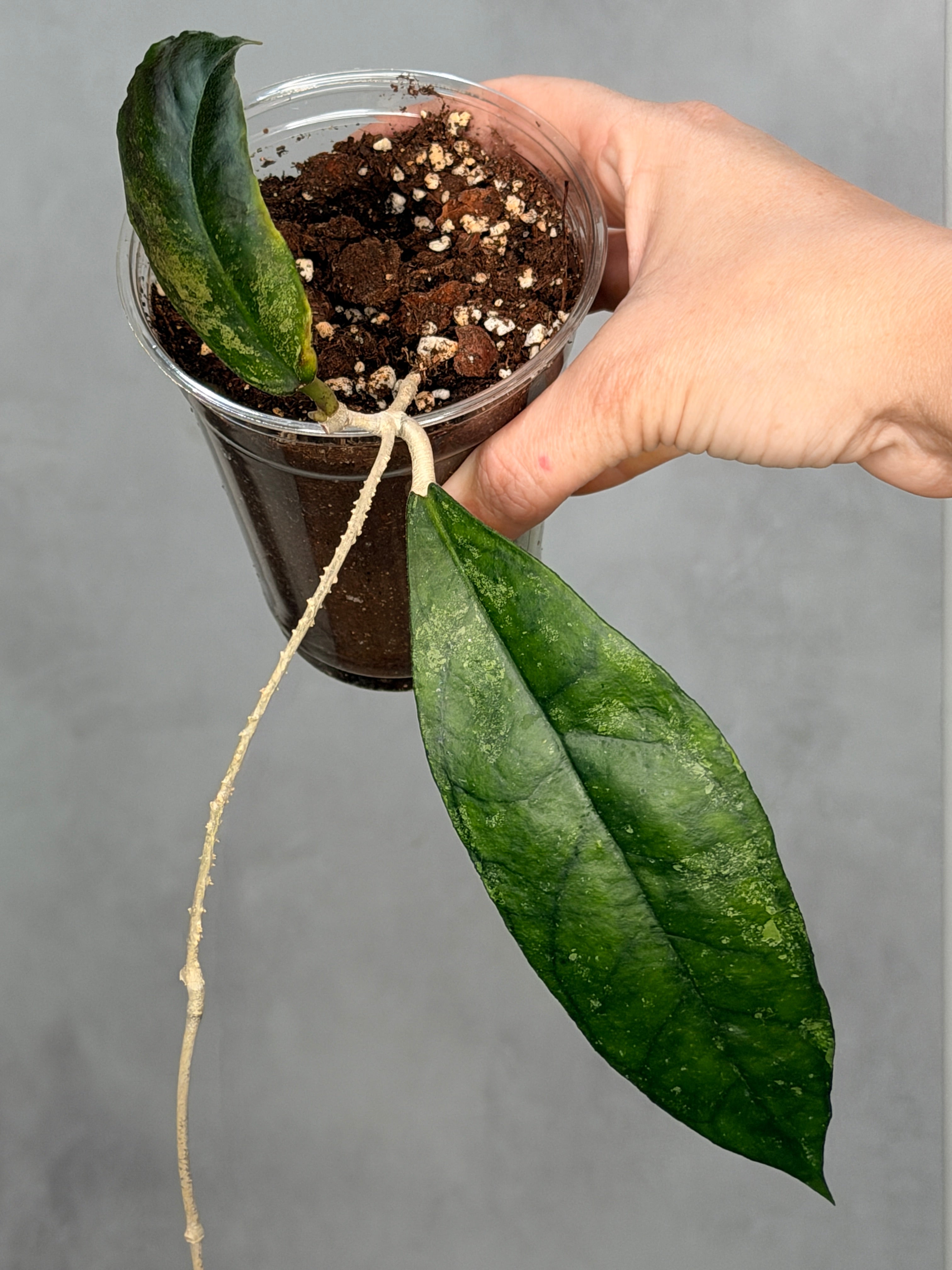 Hoya sp Bahoi