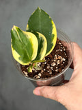 Hoya 'Para Albo'