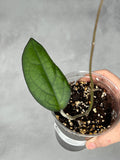 Hoya ‘Mayumi’ UPT002