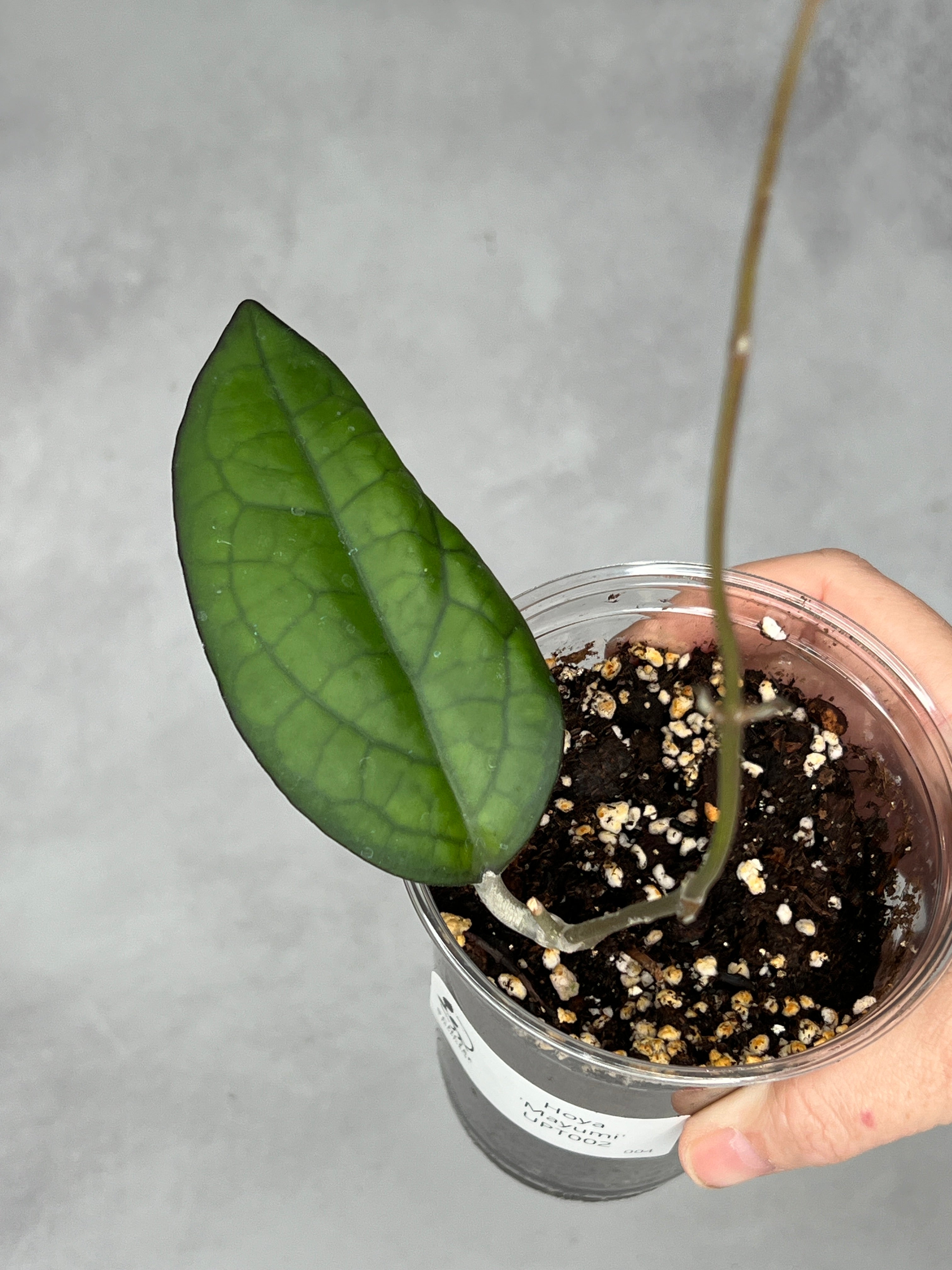 Hoya ‘Mayumi’ UPT002