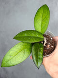 Hoya "Mayumi" UPT002