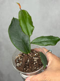 Hoya 'Puerto Beauty'