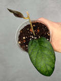 Hoya sp NOID (UPT)