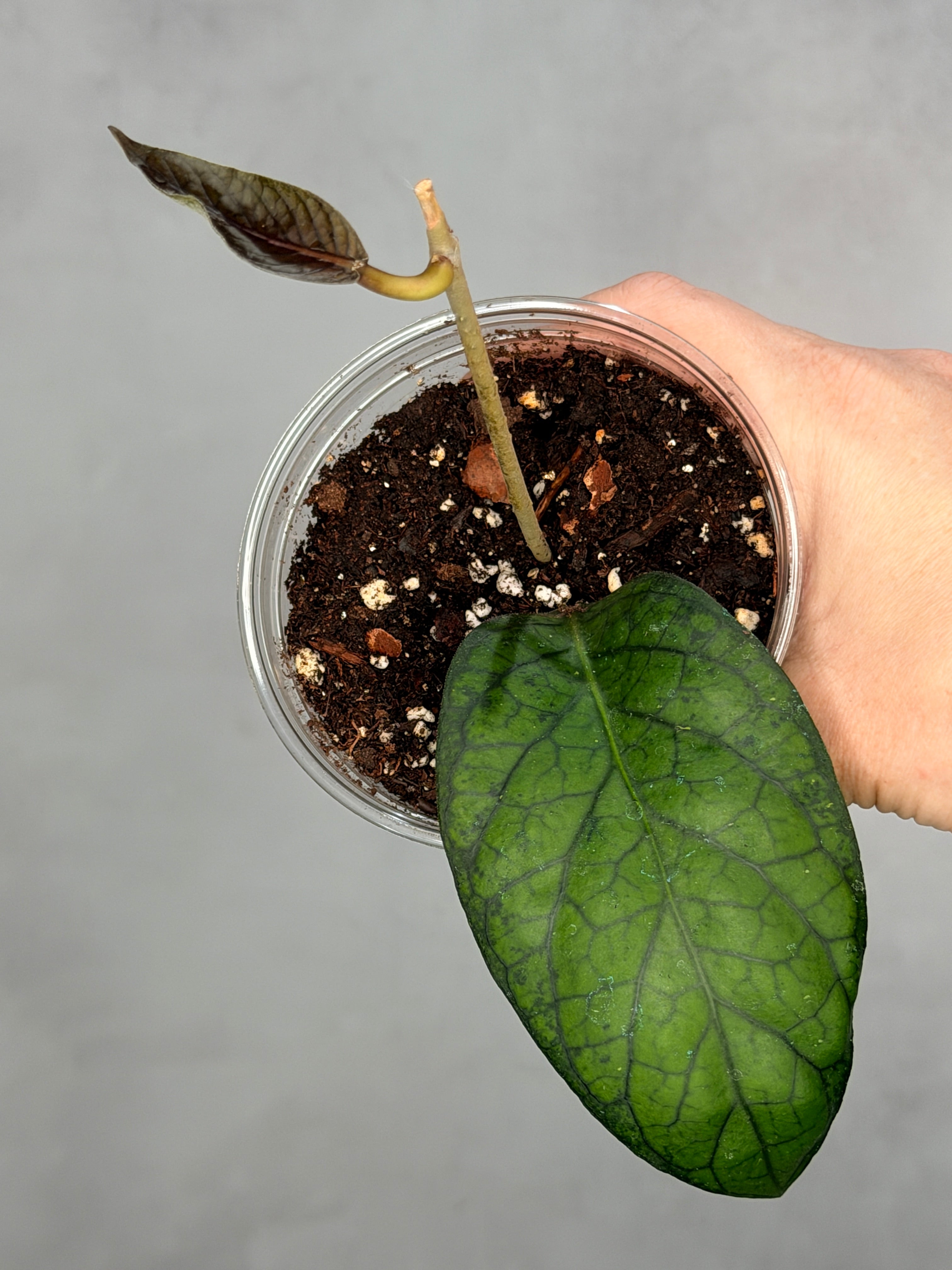 Hoya sp NOID (UPT)