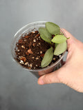 Hoya nummulariodes (Silver)