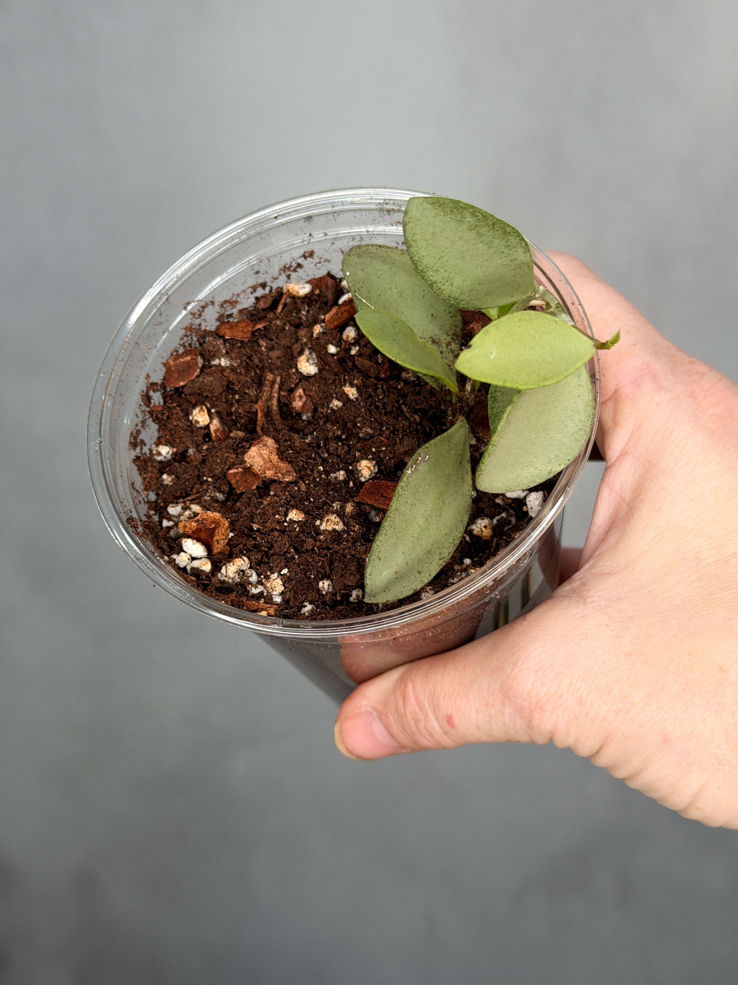 Hoya nummulariodes (Silver)
