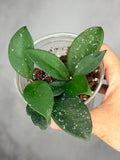 Hoya carnosa 'Dalton Henry'