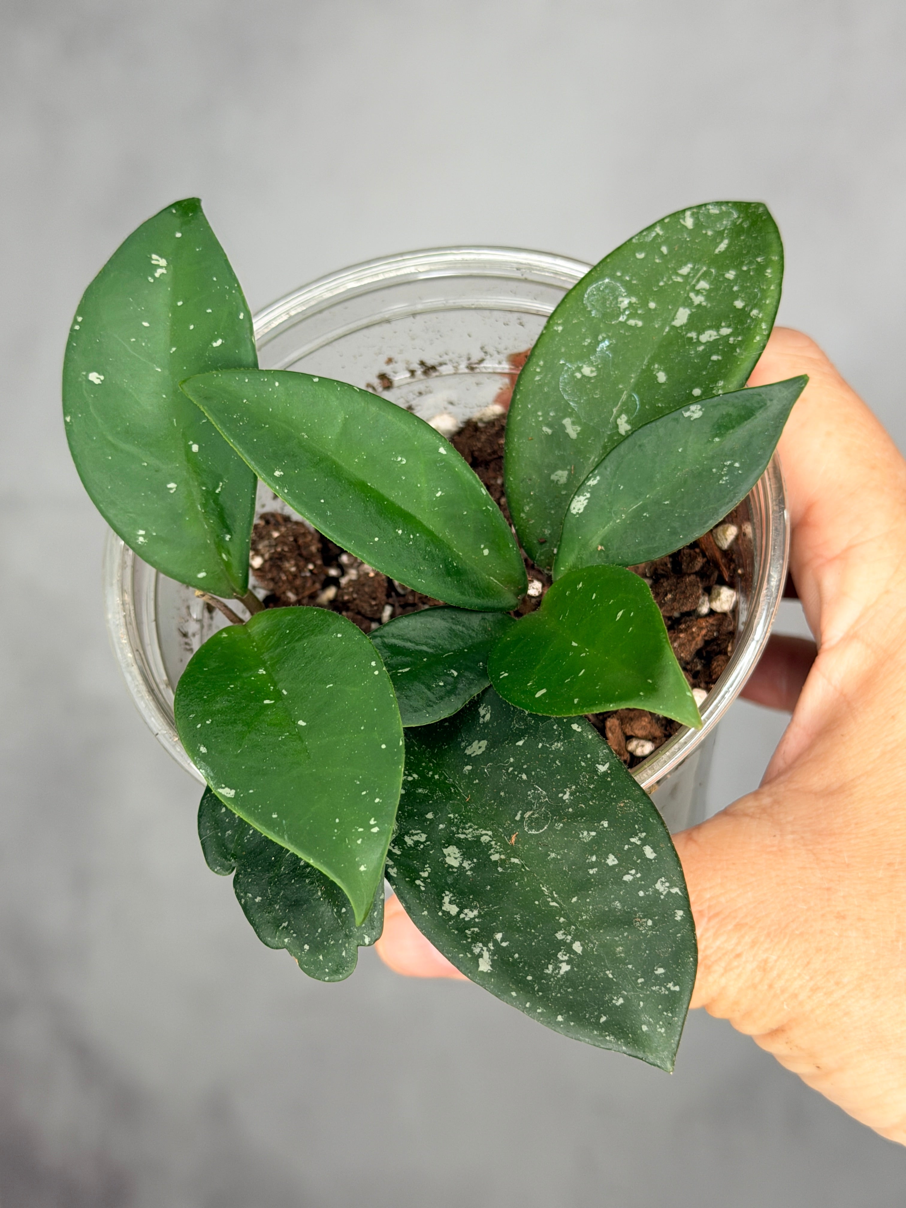 Hoya carnosa 'Dalton Henry'