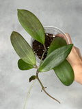 Hoya bhutanica