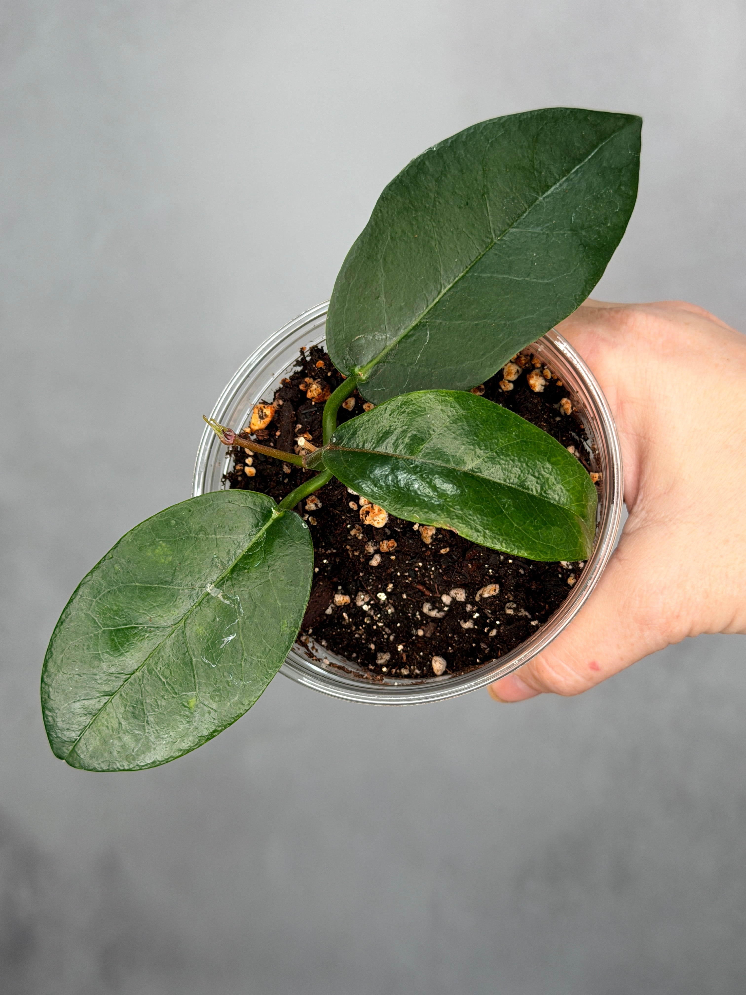 Hoya naumannii