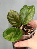 Hoya sp. (seed selection by patcharawalai)