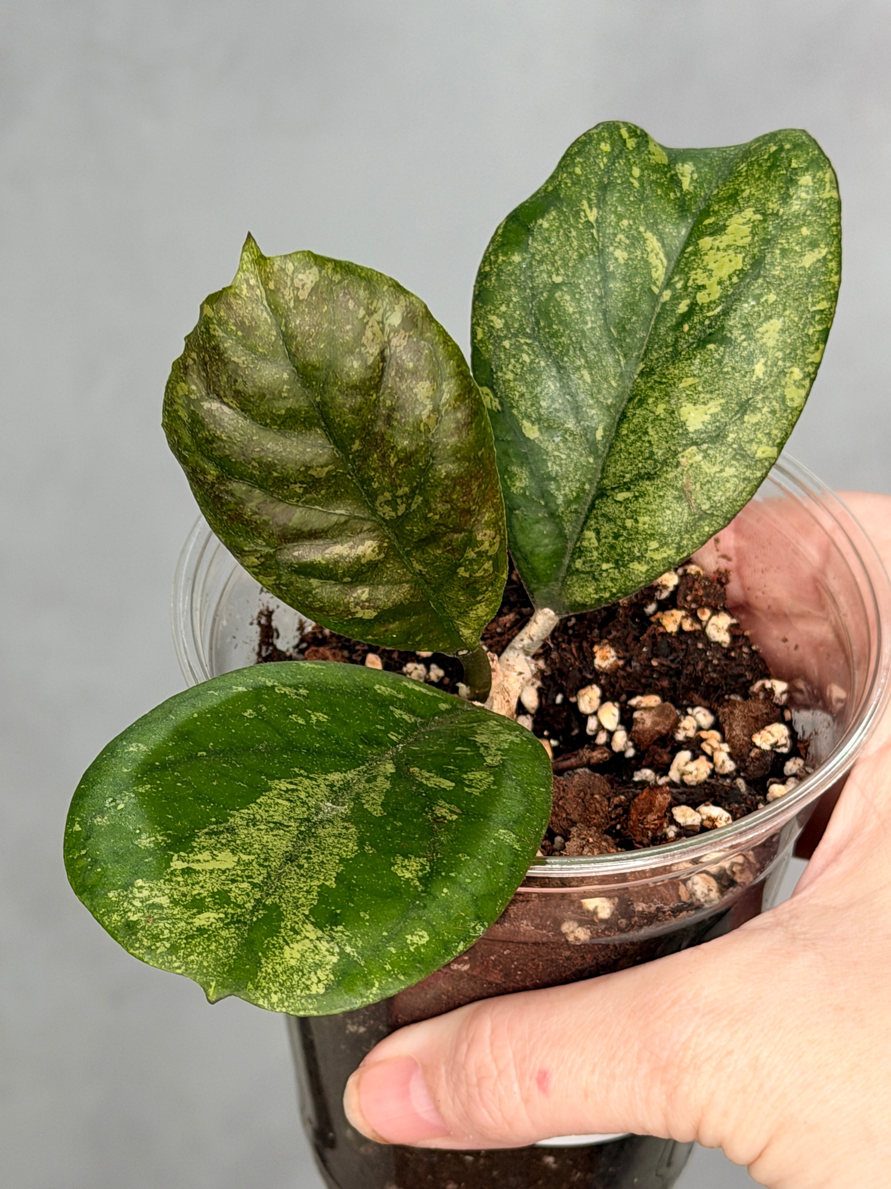 Hoya sp. (seed selection by patcharawalai)