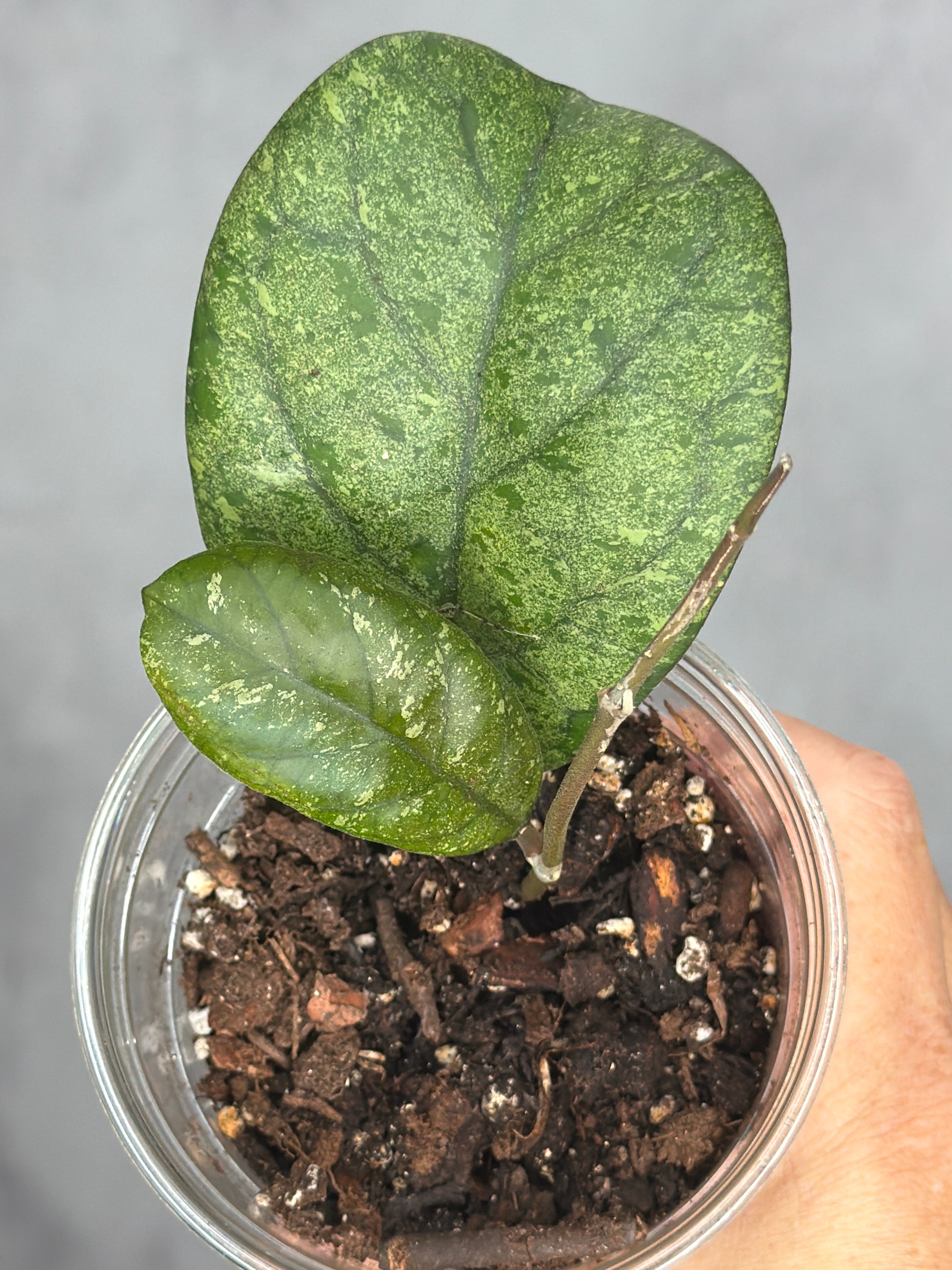 Hoya sp. (seed selection by Patcharawalai)