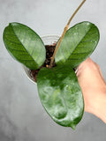 Hoya 'Col Meekins'