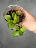 Hoya biakensis