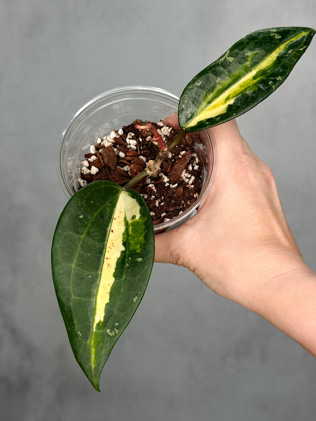 Hoya latifolia ‘Queensy’