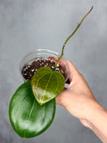 Hoya merrillii (round leaf)