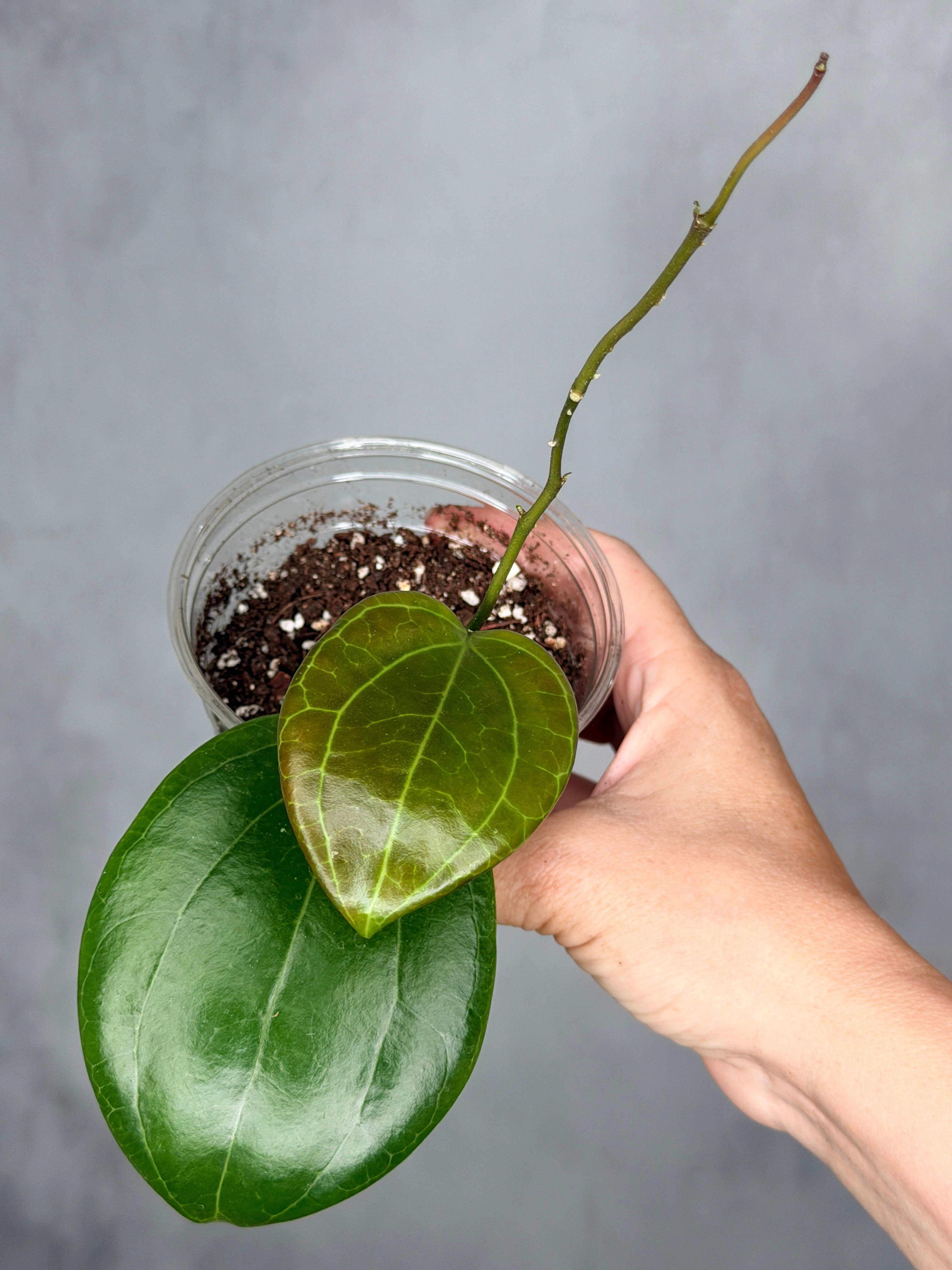 Hoya merrillii (round leaf)