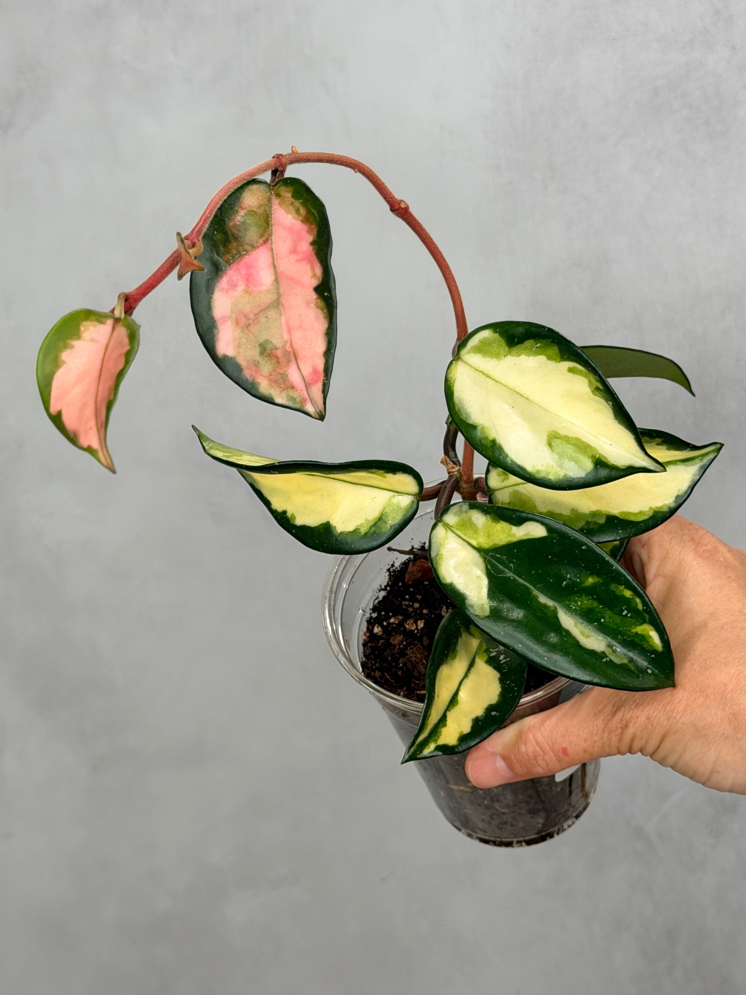 Hoya carnosa 'Krimson Princess' 1