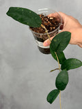 Hoya sp. Bengkulu