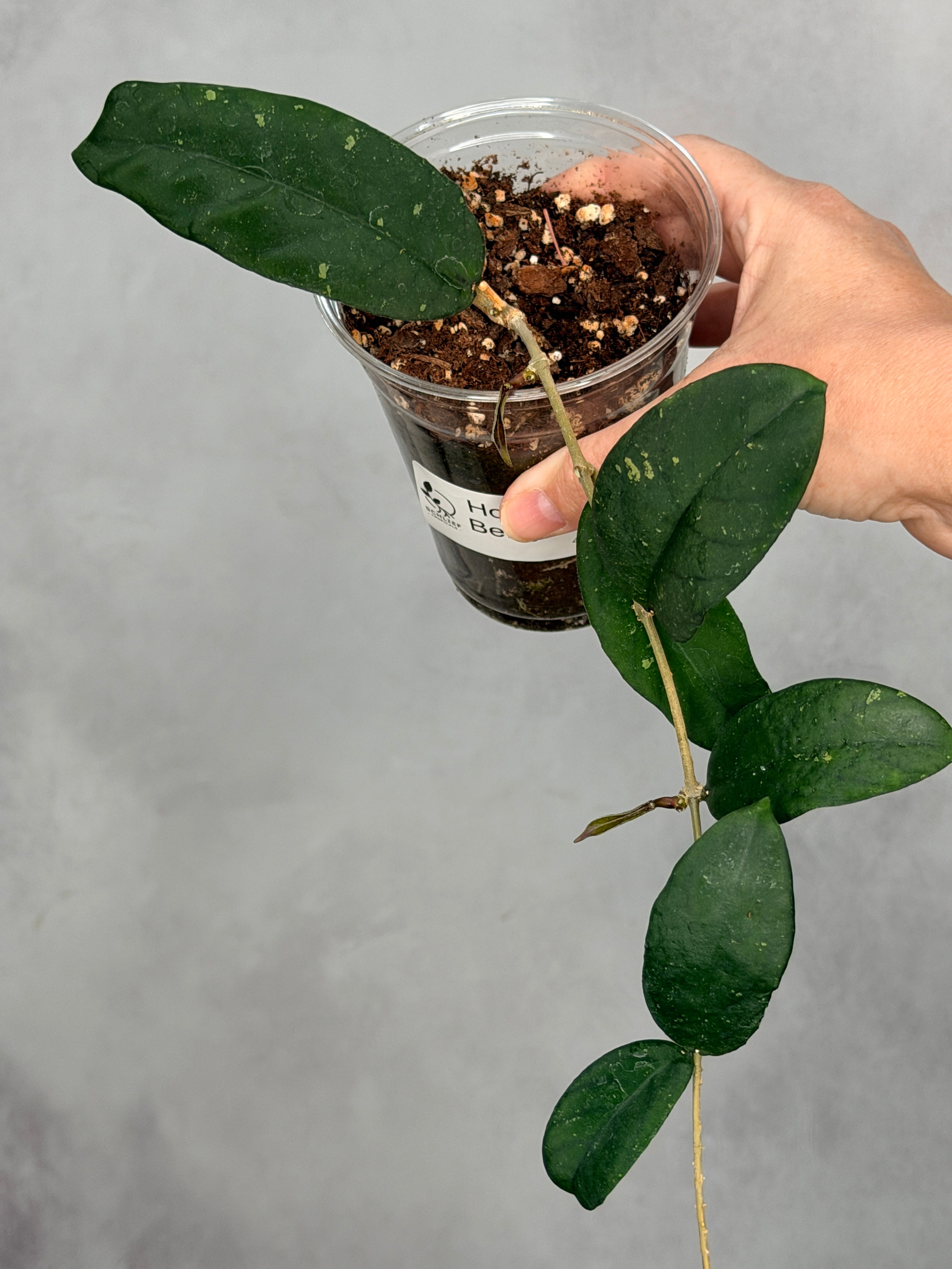 Hoya sp. Bengkulu