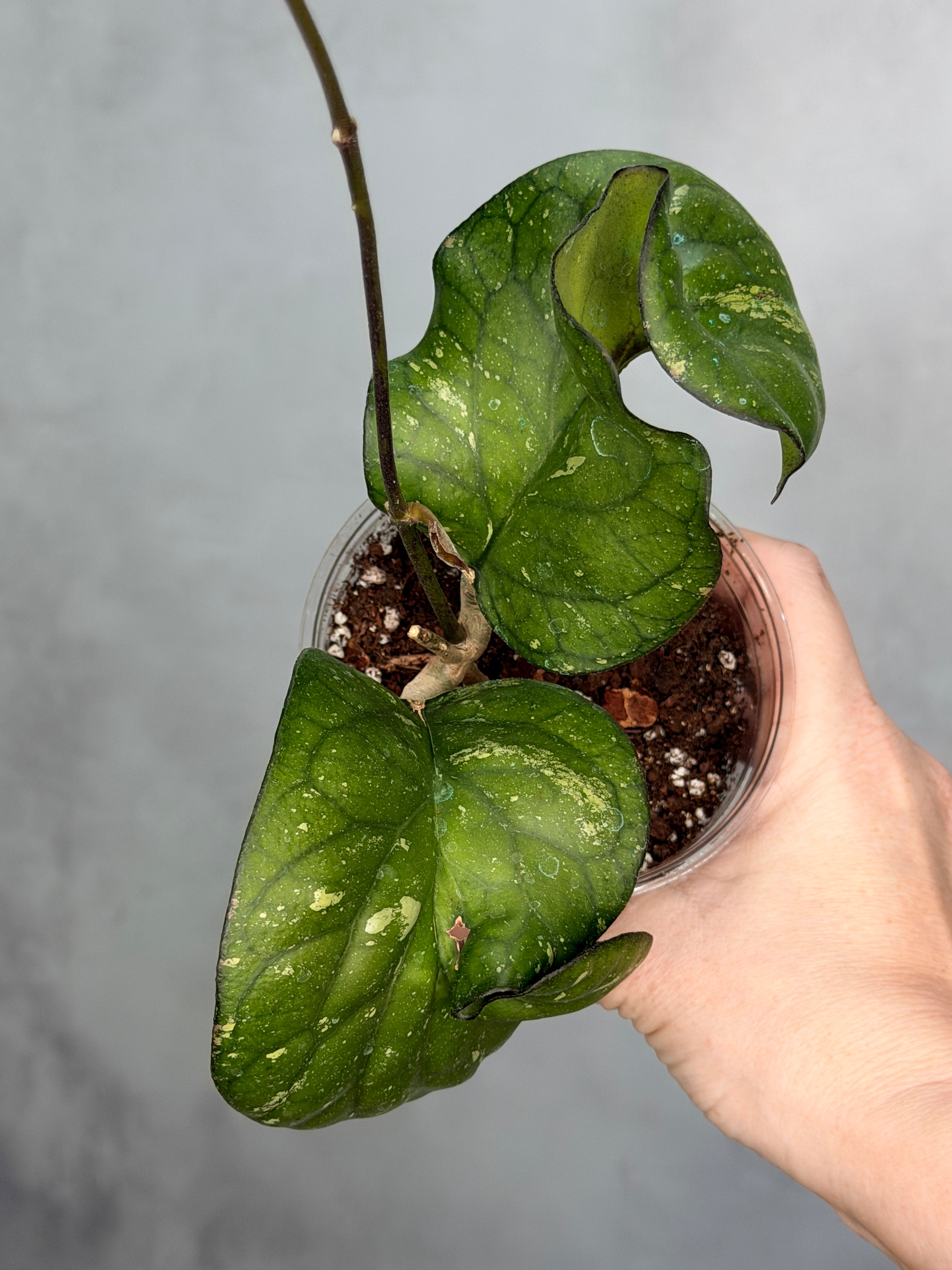 Hoya sp AH027 ‘Elephant’