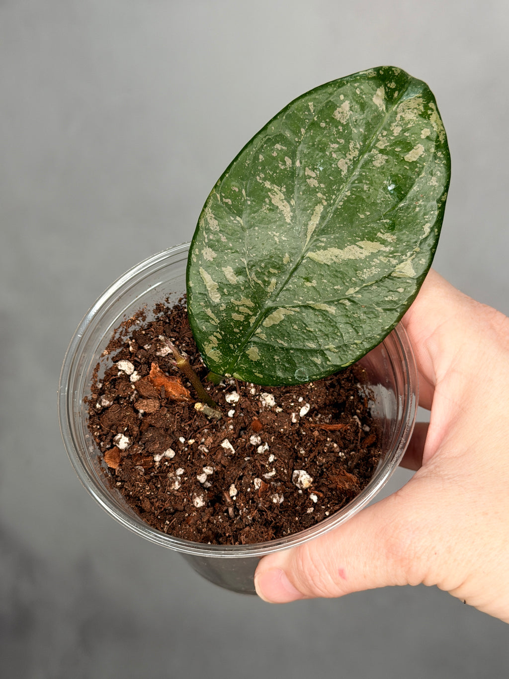 Hoya sp Lai Chau (Round Leaf)