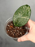 Hoya sp Lai Chau (Round Leaf)